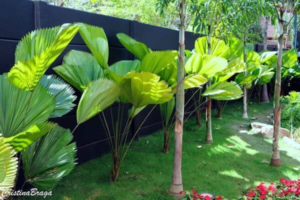 Jardim decorado com palmeira leque