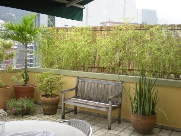 Bambu ornamental com plantas e na decoração da varanda