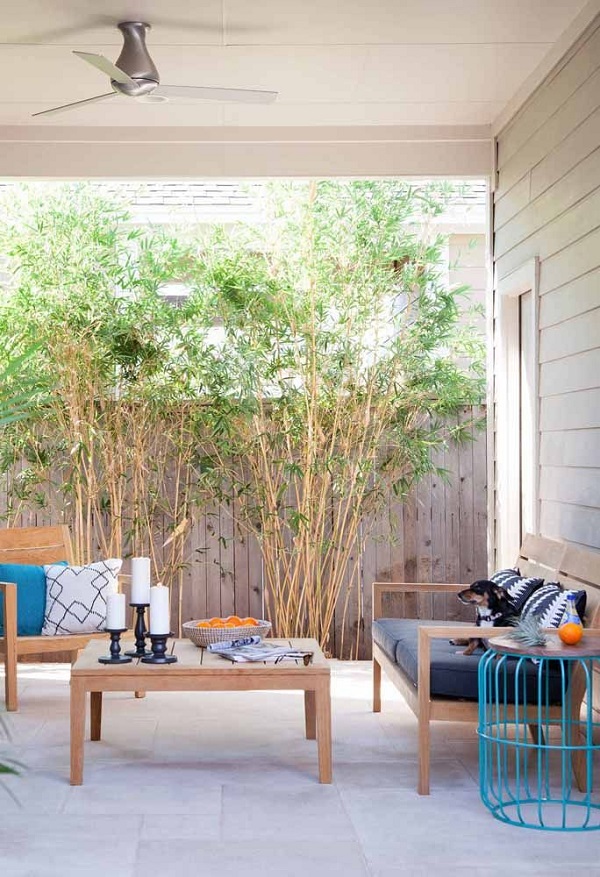Bambu ornamental para quintal moderno
