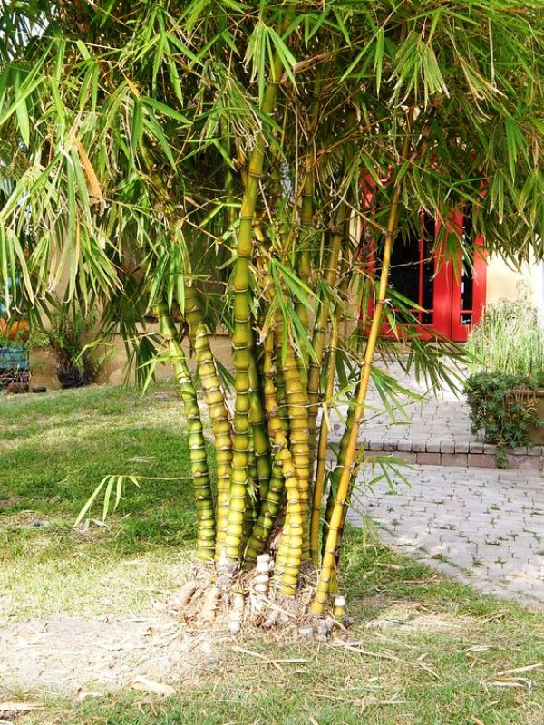 Bambu ornamental barriga de buda