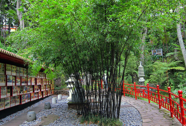 Bambu preto para ornamentação de jardim
