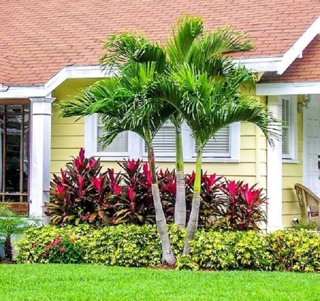 Muda de palmeira veitchia: essa palmeira e uma planta que se adapta bem com outras espécies