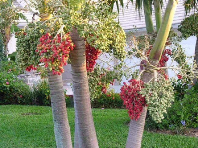 Os frutos da palmeira veitchia atraem pássaros que apreciam seu sabor