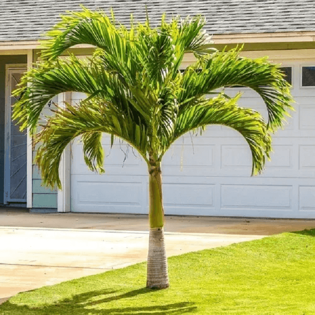 A palmeira veitchia é também conhecida como palma-de-natal